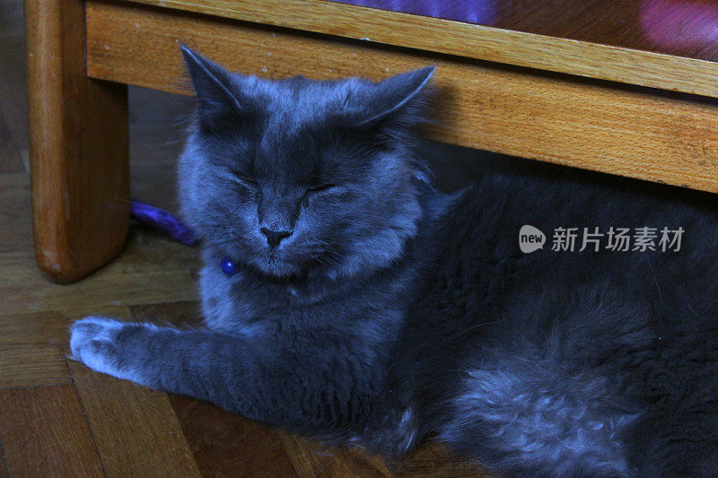 雄性蓝色俄罗斯小猫- Nebelung